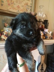 German Shepherd Dog Puppy for sale in SHALLOTTE, NC, USA