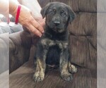 Small #2 Golden Shepherd