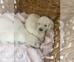 Small #3 Golden Retriever