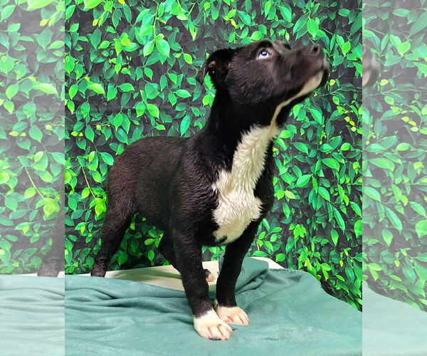 Medium Photo #3 American Pit Bull Terrier-Unknown Mix Puppy For Sale in Wetumpka, AL, USA
