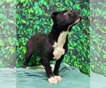 Small #2 American Pit Bull Terrier Mix