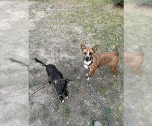 Daisy Leigh - Female Mutt Dog for Adoption - Photo #6