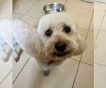 Small Poodle (Miniature)