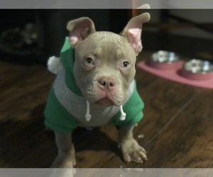 American Bully Puppy for sale in REDDING, CA, USA
