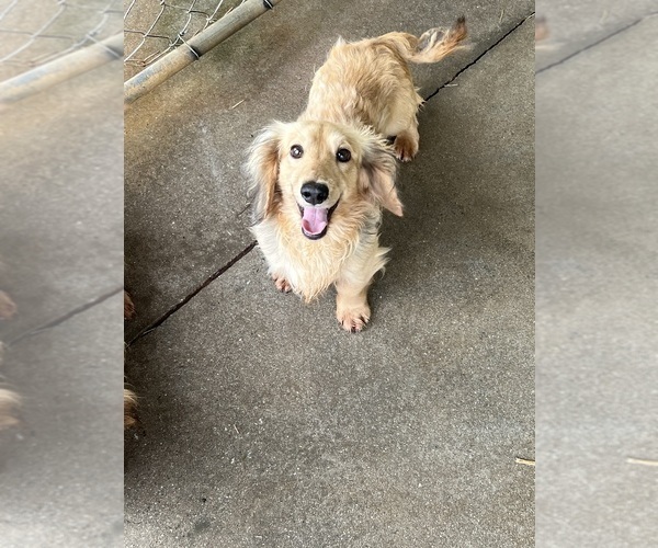 Medium Photo #1 Dachshund Puppy For Sale in AMERICUS, GA, USA