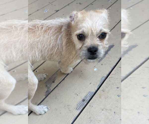 Medium Photo #7 Pug-Shih Tzu Mix Puppy For Sale in San Diego, CA, USA