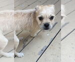 Small #6 Pug-Shih Tzu Mix