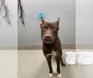 Siberian Husky-Unknown Mix Dogs for adoption in Las Vegas, NV, USA