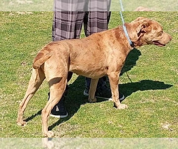Medium Photo #4 Catahoula Leopard Dog Puppy For Sale in FRAMINGHAM, MA, USA