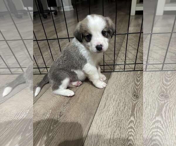 Medium Photo #2 Great Pyrenees-Unknown Mix Puppy For Sale in Plainfield, IL, USA