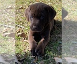 Small Photo #1 Labrador Retriever Puppy For Sale in SCOTT, LA, USA