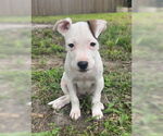 Small American Pit Bull Terrier Mix