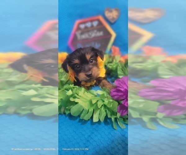 Medium Photo #29 Yorkshire Terrier Puppy For Sale in AKRON, OH, USA