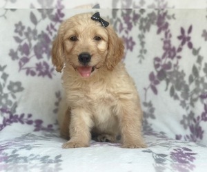Goldendoodle Puppy for sale in LAKELAND, FL, USA