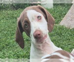 Small #1 English Springer Spaniel-Pointer Mix