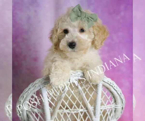 Medium Photo #1 Maltipoo (Miniature) Puppy For Sale in WARSAW, IN, USA