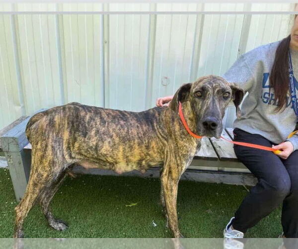 Medium Photo #2 Great Dane Puppy For Sale in Bullard, TX, USA