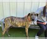 Small #1 Great Dane