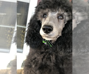 Poodle (Standard) Puppy for sale in CORBIN, KY, USA