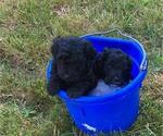 Small Photo #44 Goldendoodle Puppy For Sale in OLYMPIA, WA, USA