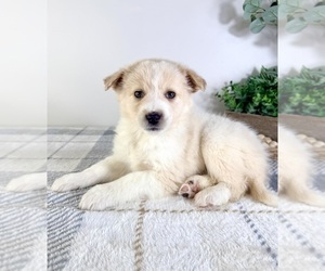 Miniature Australian Shepherd-Pomeranian Mix Puppy for sale in GREENFIELD, IN, USA