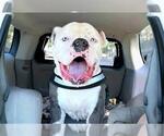 Small #1 American Pit Bull Terrier Mix