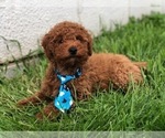 Small Photo #9 Poodle (Toy) Puppy For Sale in EAST EARL, PA, USA