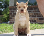 Puppy Hunter Green American Bully
