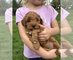 Small #7 Goldendoodle (Miniature)