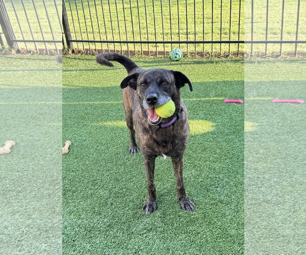 Medium Photo #3 American Staffordshire Terrier-Boxer Mix Puppy For Sale in Fort Worth, TX, USA