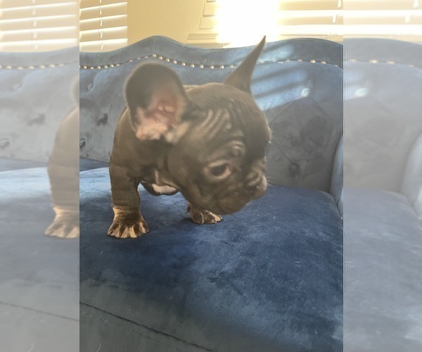 Medium Photo #16 French Bulldog Puppy For Sale in SOUTHLAKE, TX, USA