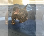 Small Photo #16 French Bulldog Puppy For Sale in SOUTHLAKE, TX, USA