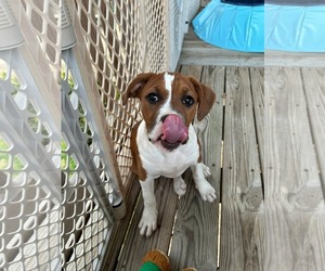 American Staffordshire Terrier-Unknown Mix Dogs for adoption in Holly Springs, NC, USA