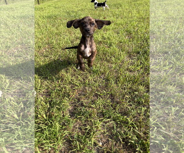 Medium Photo #3 Dachshund-Unknown Mix Puppy For Sale in Duluth, MN, USA