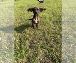Small #2 Dachshund Mix