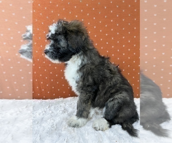 Medium Photo #17 Aussiedoodle Puppy For Sale in UNIONVILLE, IA, USA