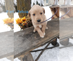 Golden Retriever Puppy for sale in BLACKLICK, OH, USA