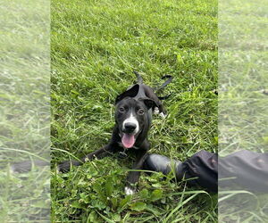 American Pit Bull Terrier-American Staffordshire Terrier Mix Dogs for adoption in Benton, PA, USA