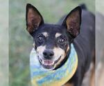 Small Miniature Pinscher