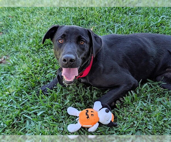 Medium Photo #1 Labrador Retriever Puppy For Sale in San Clemente, CA, USA
