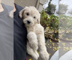 Goldendoodle Puppy for sale in N HIGHLANDS, CA, USA