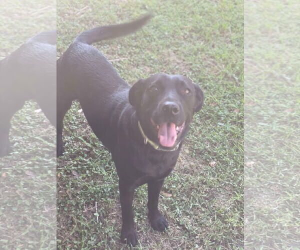 Medium Photo #4 Mutt Puppy For Sale in Gulfport, MI, USA