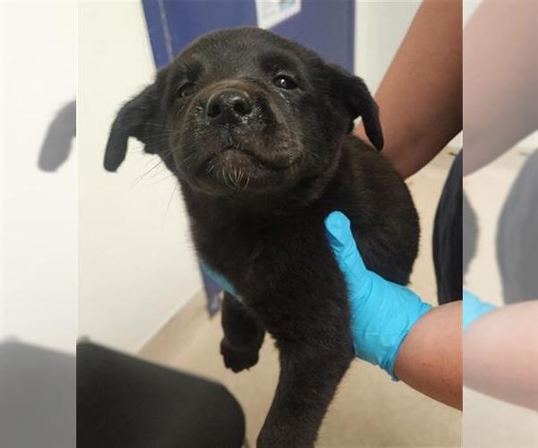 Medium Photo #1 German Shepherd Dog-Unknown Mix Puppy For Sale in Bakersfield, CA, USA