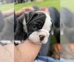 Small Photo #1 Olde English Bulldogge Puppy For Sale in PURCELLVILLE, VA, USA
