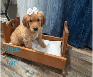 Golden Retriever Puppy for sale in NOVI, MI, USA