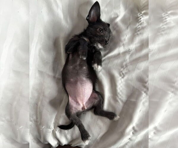 Medium Photo #4 Mutt Puppy For Sale in Gulfport, MI, USA