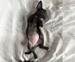 Small #3 Mutt