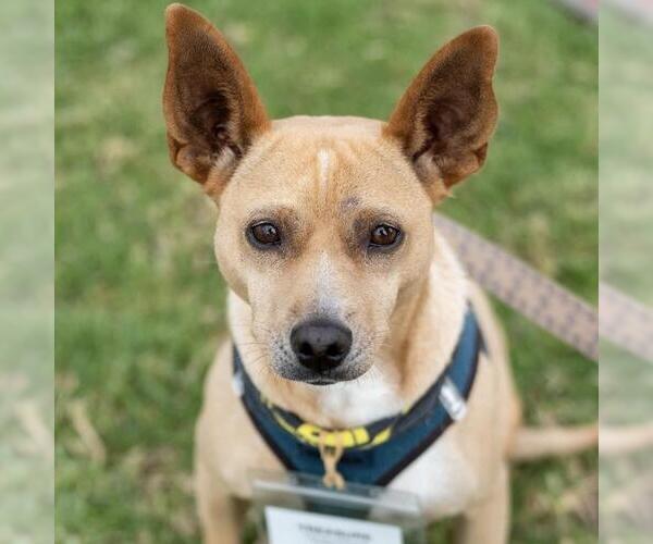 Medium Photo #3 Chihuahua-Whippet Mix Puppy For Sale in San Diego, CA, USA