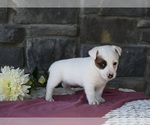 Small Photo #3 Jack Russell Terrier Puppy For Sale in HOLMESVILLE, OH, USA