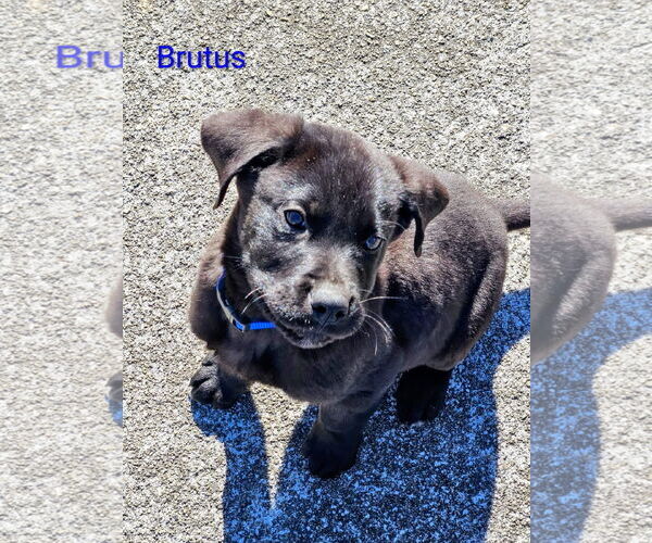 Medium Photo #2 Great Dane-Unknown Mix Puppy For Sale in Forest, VA, USA